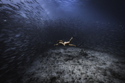 A shot I got of my friend diving into a school of akule i... by Christian Crook 